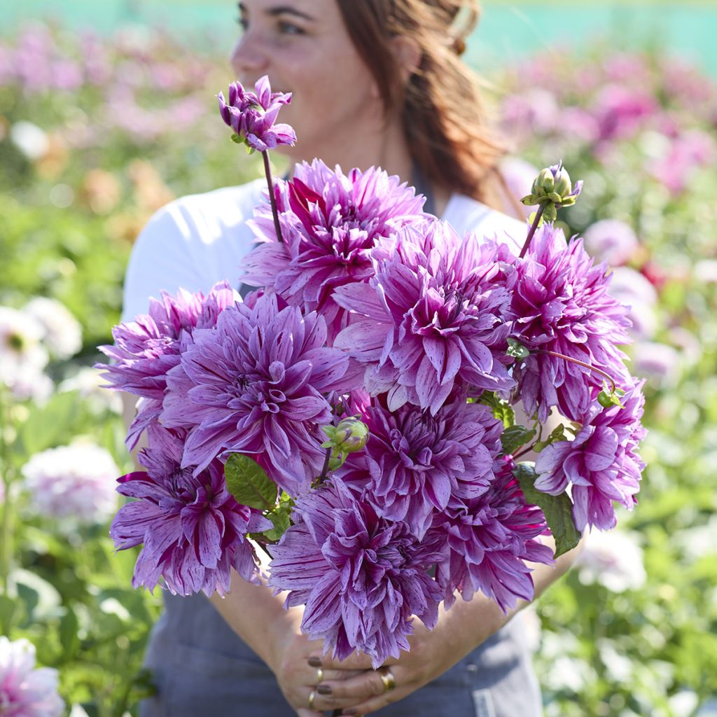 Dahlia Nikolas Tesla - grootbloemige dahlia