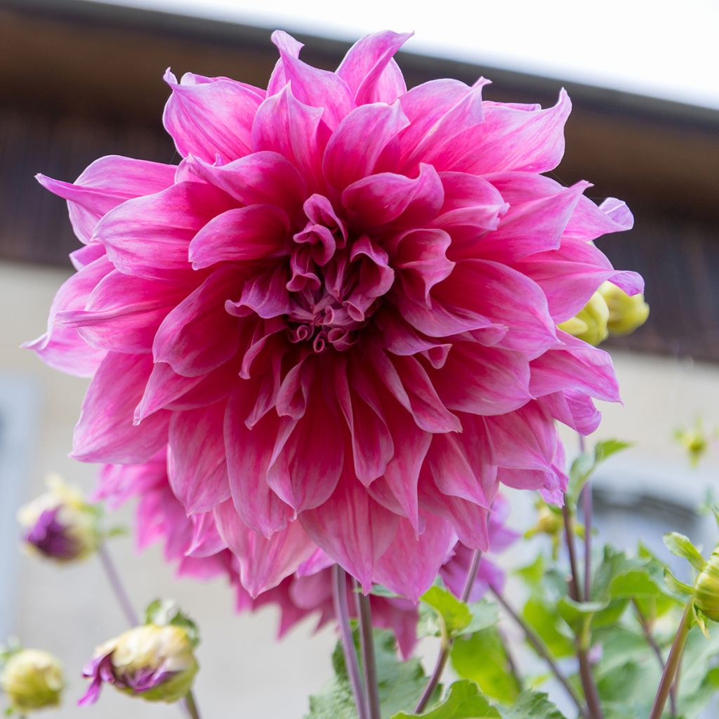 Dahlia Emory Paul - grootbloemige dahlia