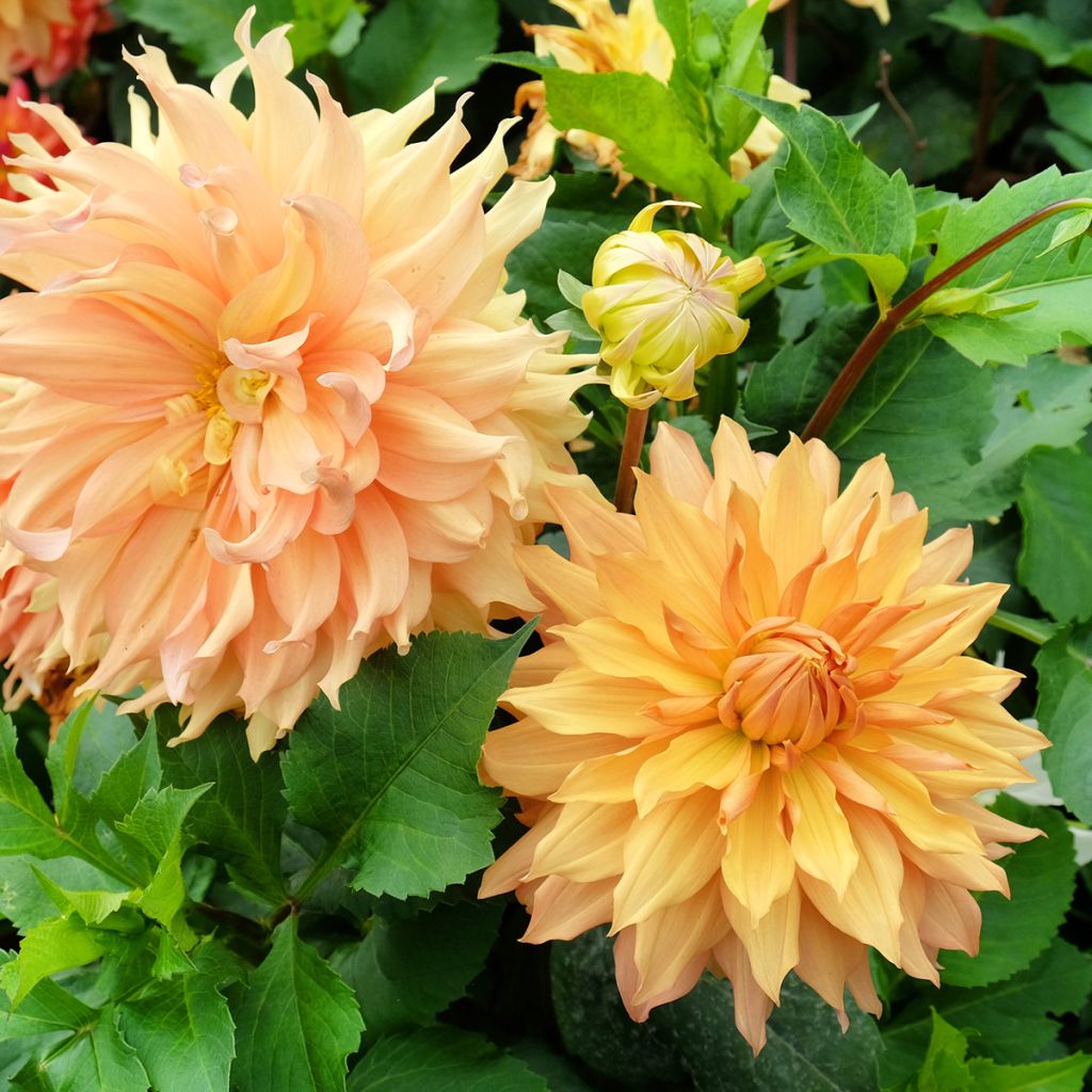 Dahlia Hamari Gold - grootbloemige dahlia