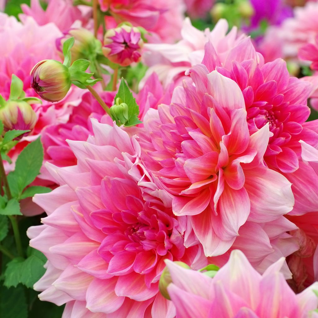 Dahlia Otto s Thrill - grootbloemige dahlia