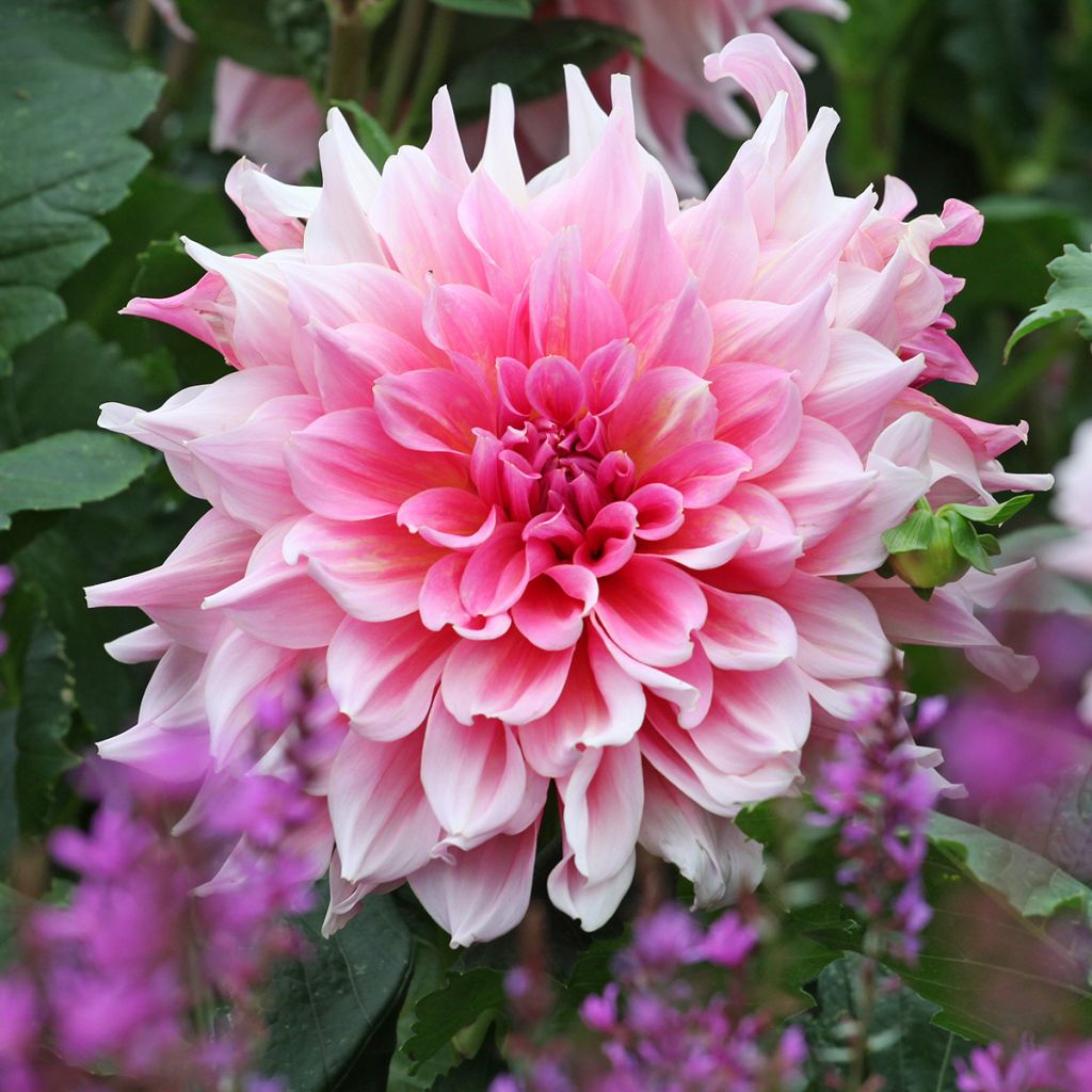 Dahlia Otto s Thrill - grootbloemige dahlia