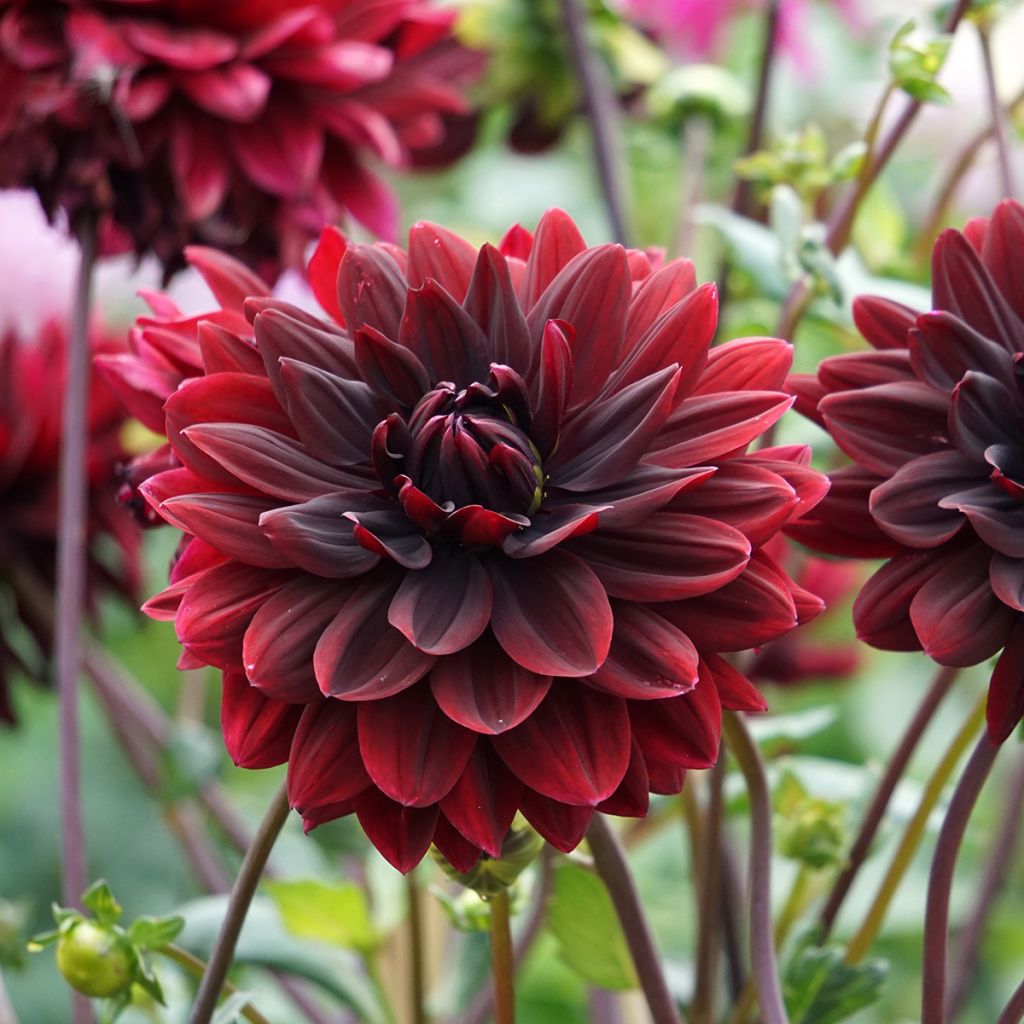 Dahlia Sam Hopkins - grootbloemige dahlia