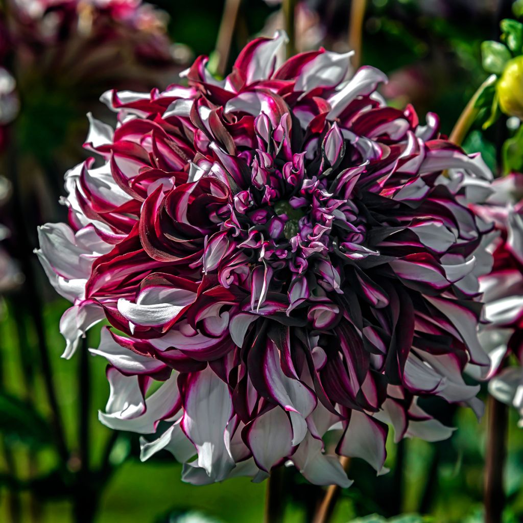 Dahlia Tartan - grootbloemige dahlia