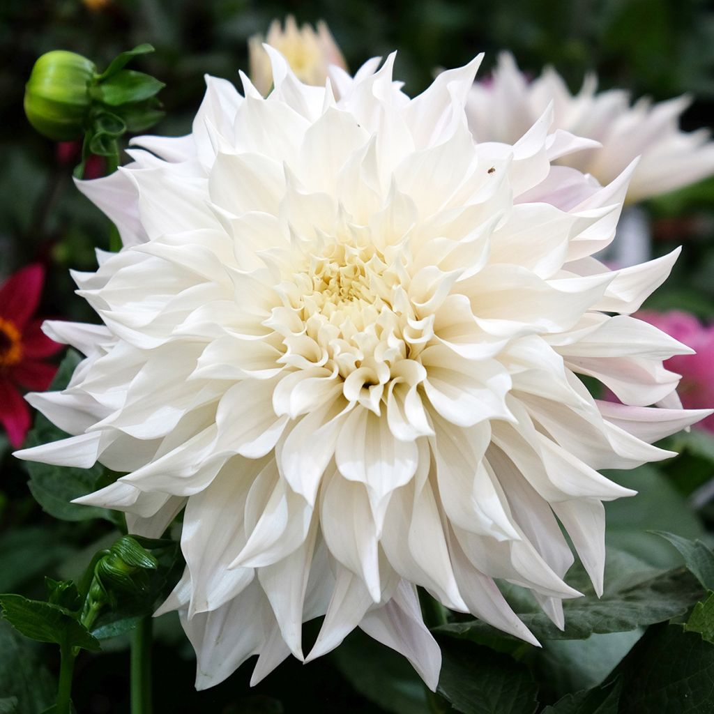 Dahlia White Perfection - grootbloemige dahlia