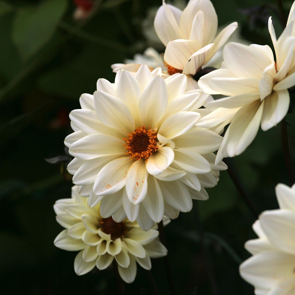 Dahlia Classic Swanlake - perkdahlia