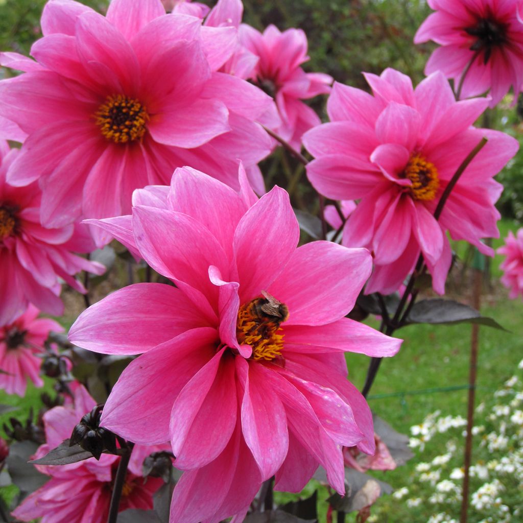 Dahlia Fascination - perkdahlia