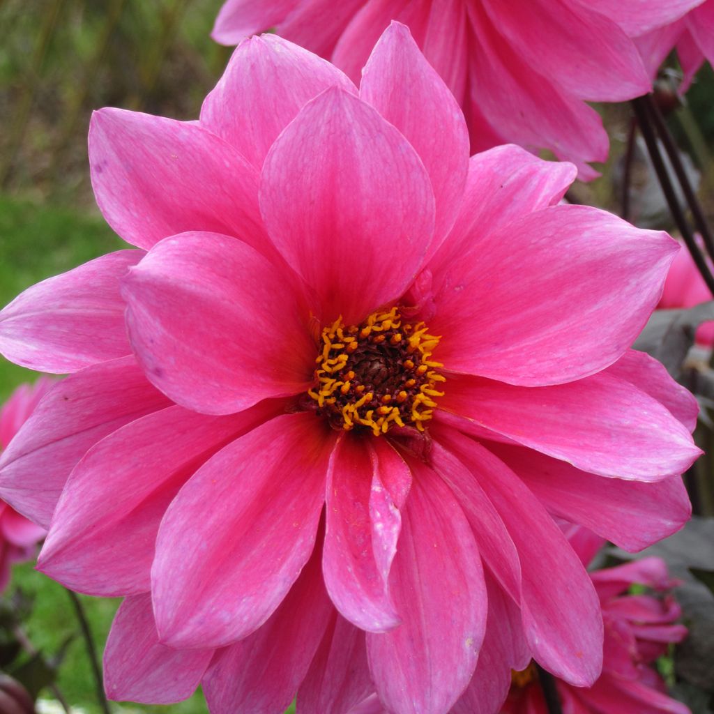 Dahlia Fascination - perkdahlia
