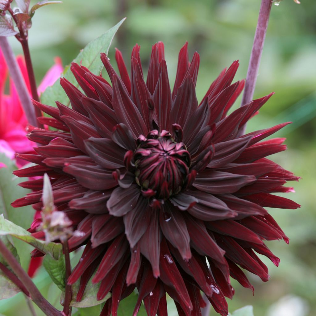 Dahlia Black Jack - Semicactus dahlia