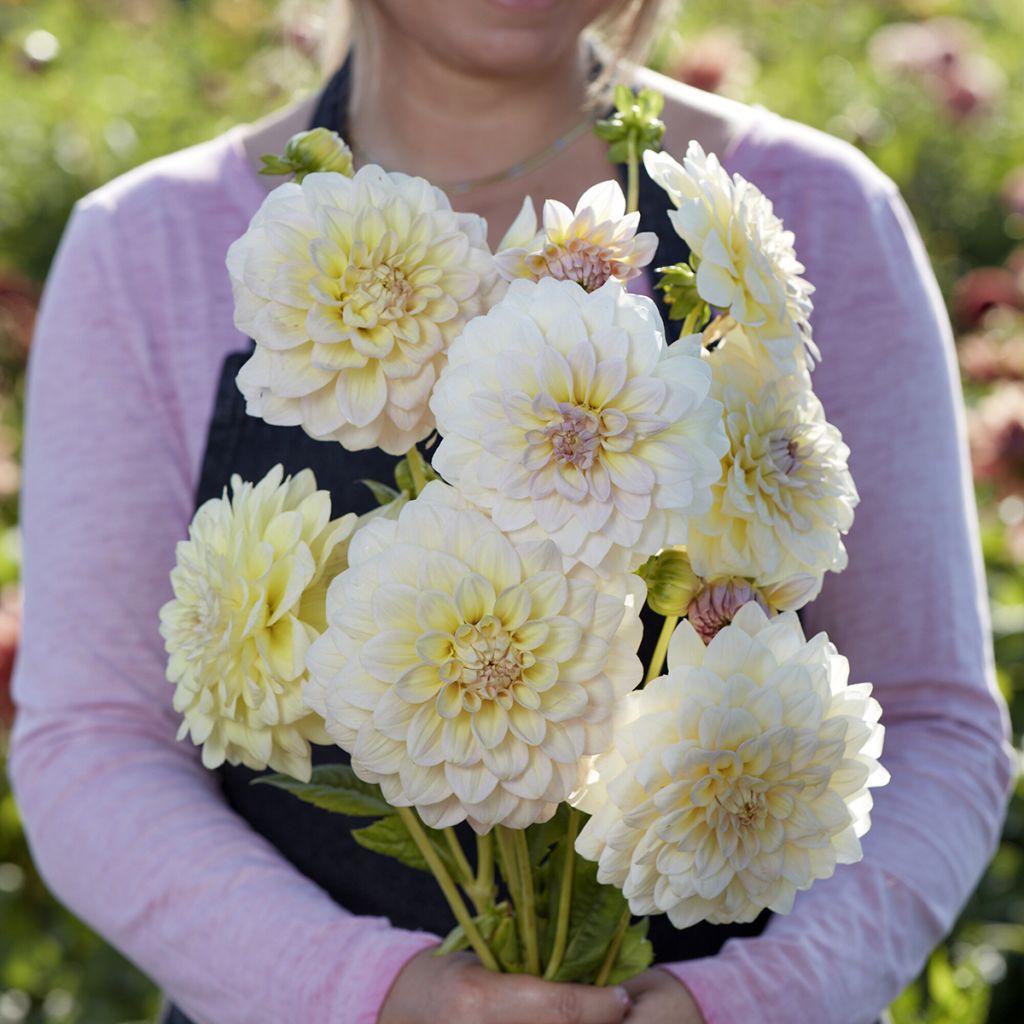 Dahlia Alloway Cottage - decoratieve dahlia