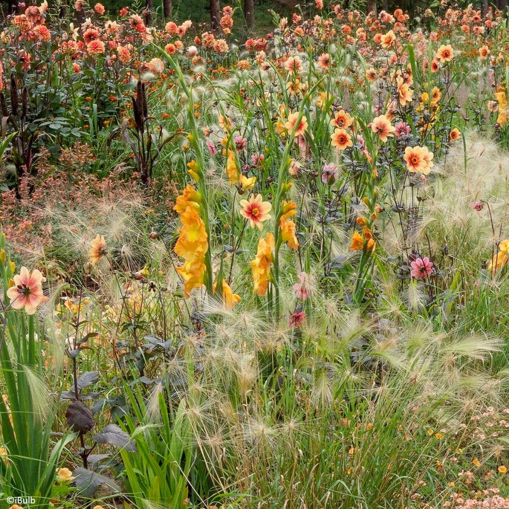 Gladiool groot bloemig Sunglow