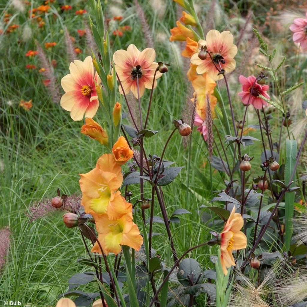 Gladiool groot bloemig Sunglow