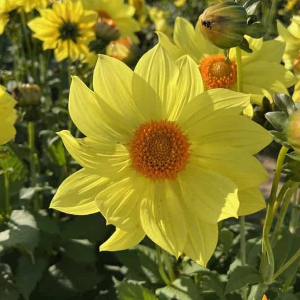 Dahlia Tournesol - Landschapsdahlia