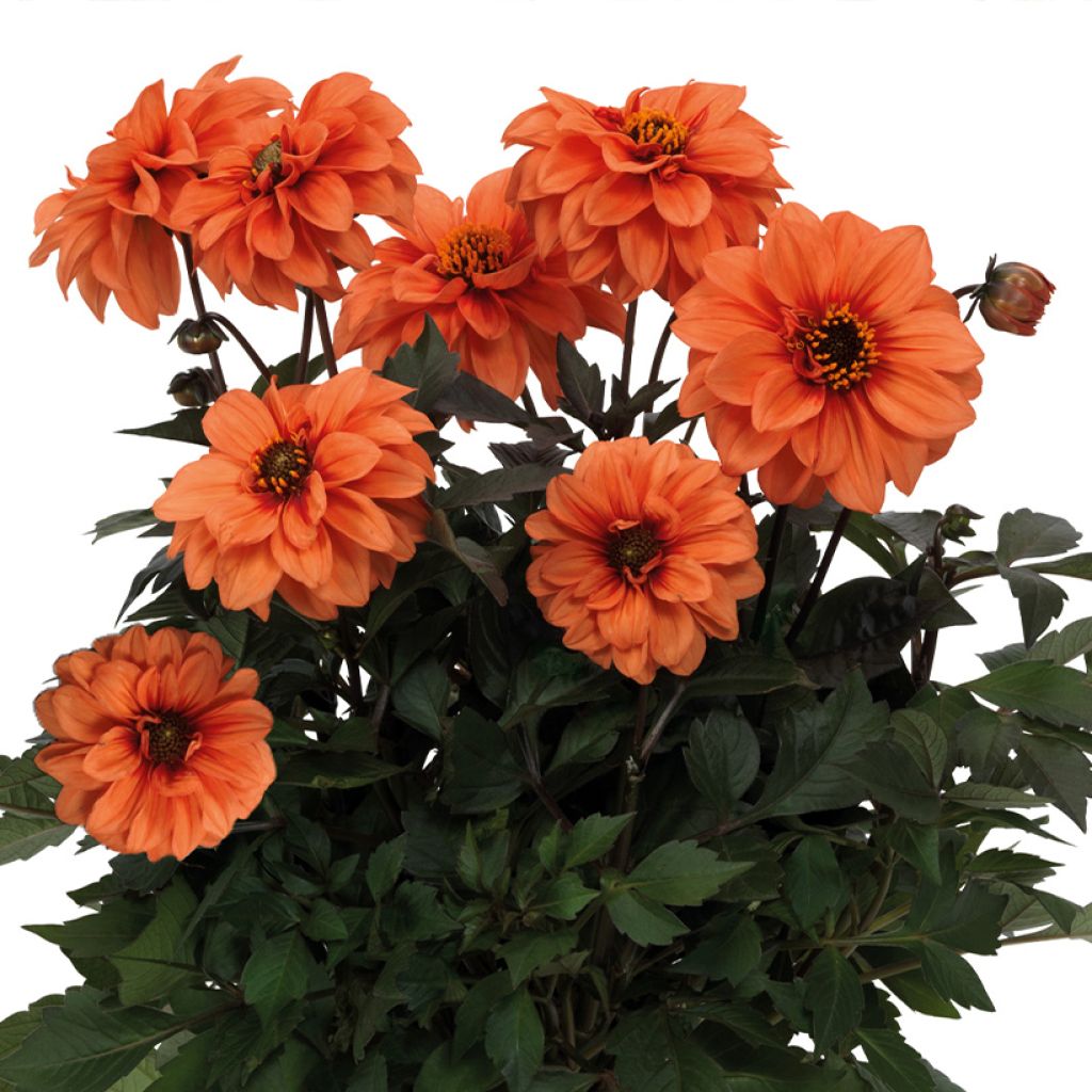 Dwergdahlia Gardenetta Orange