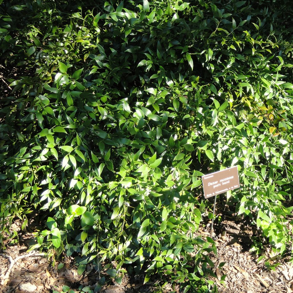 Danae racemosa - Alexandrijnse laurier