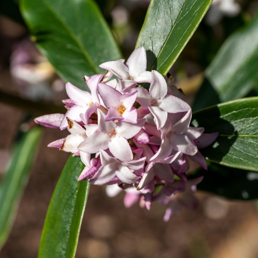 Daphne Spring Beauty - Peperboompje