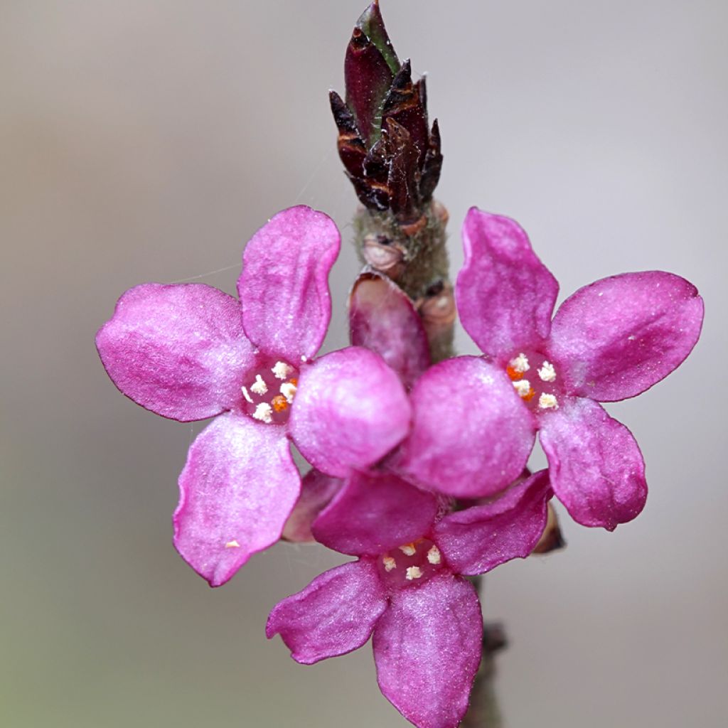 Daphne mezereum rubra - Peperboompje