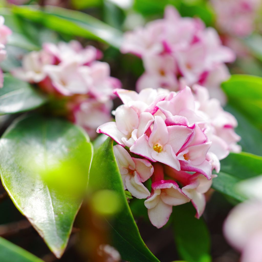 Daphne odora - Peperboompje