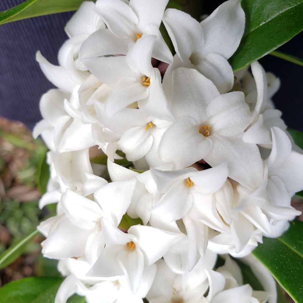 Daphne odora Perfume Princess Wit - Peperboompje