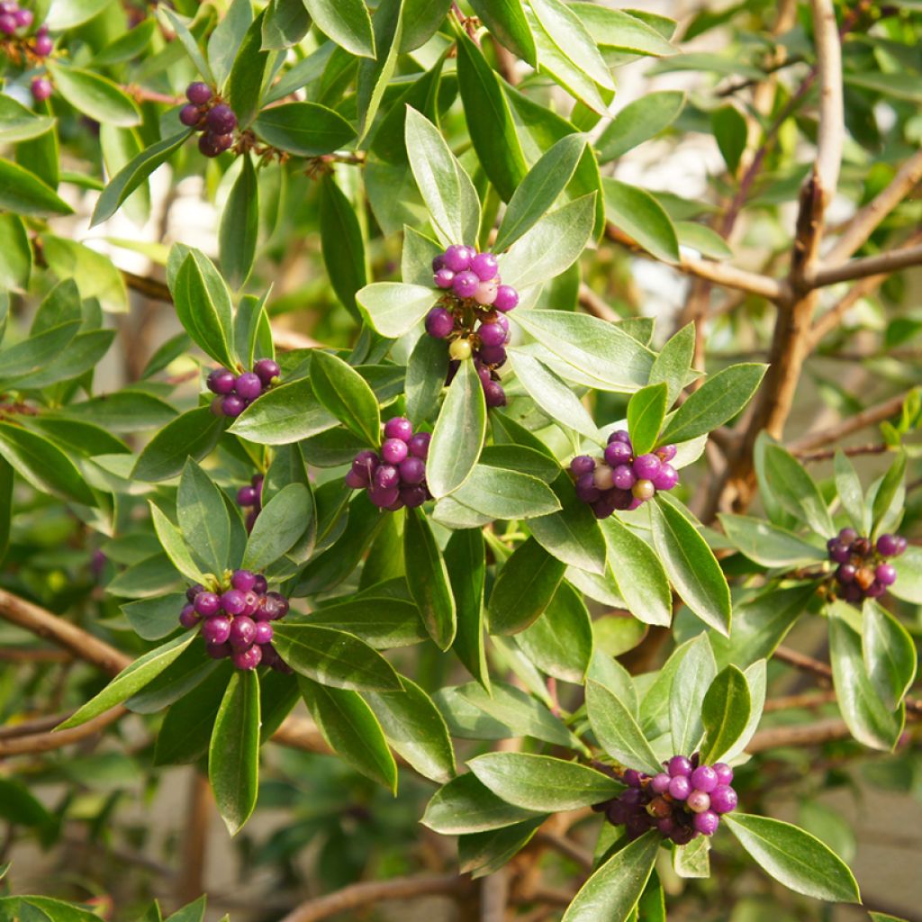 Daphne odora Sweet Amethyst - Peperboompje