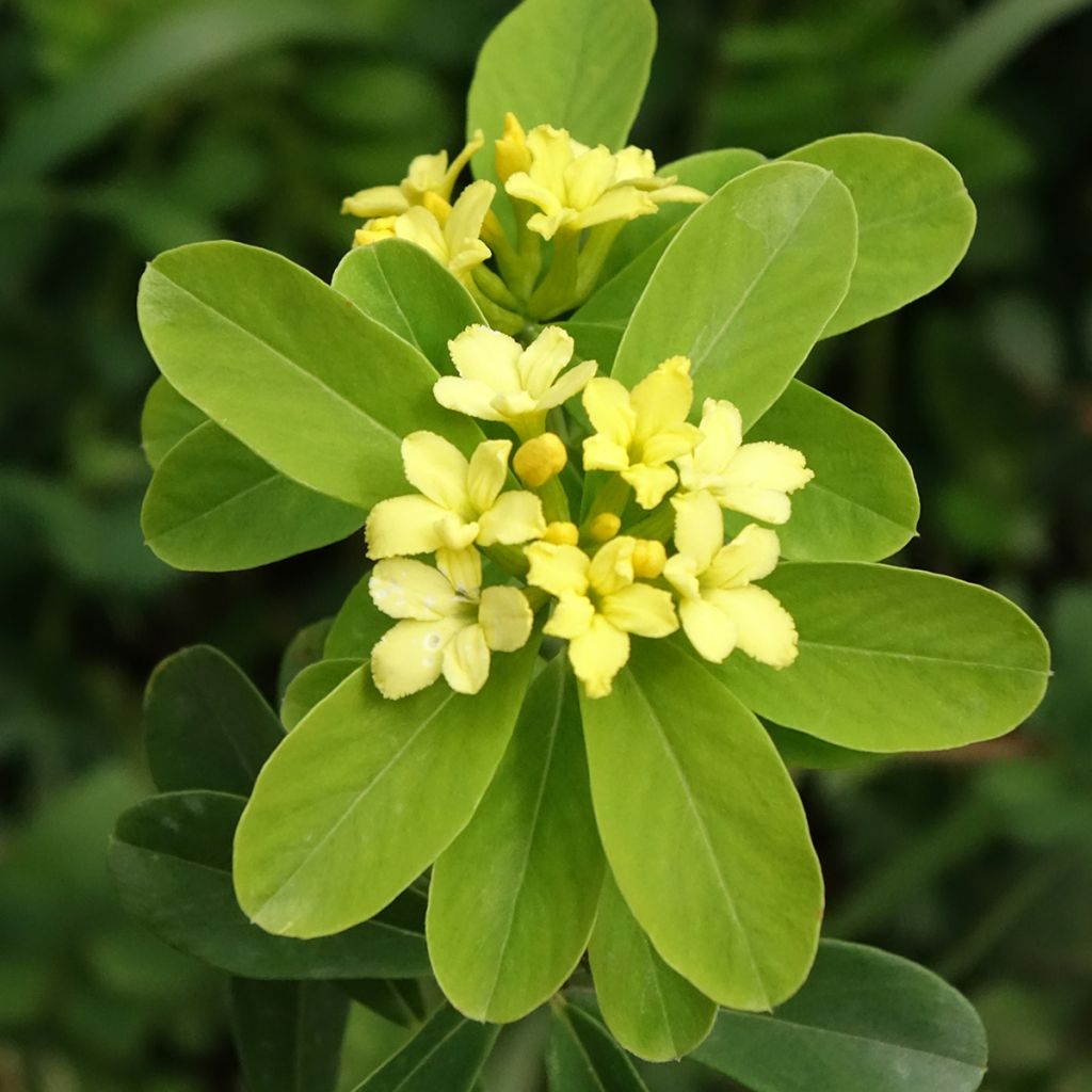 Daphne gemmata Royal Crown - Peperboompje