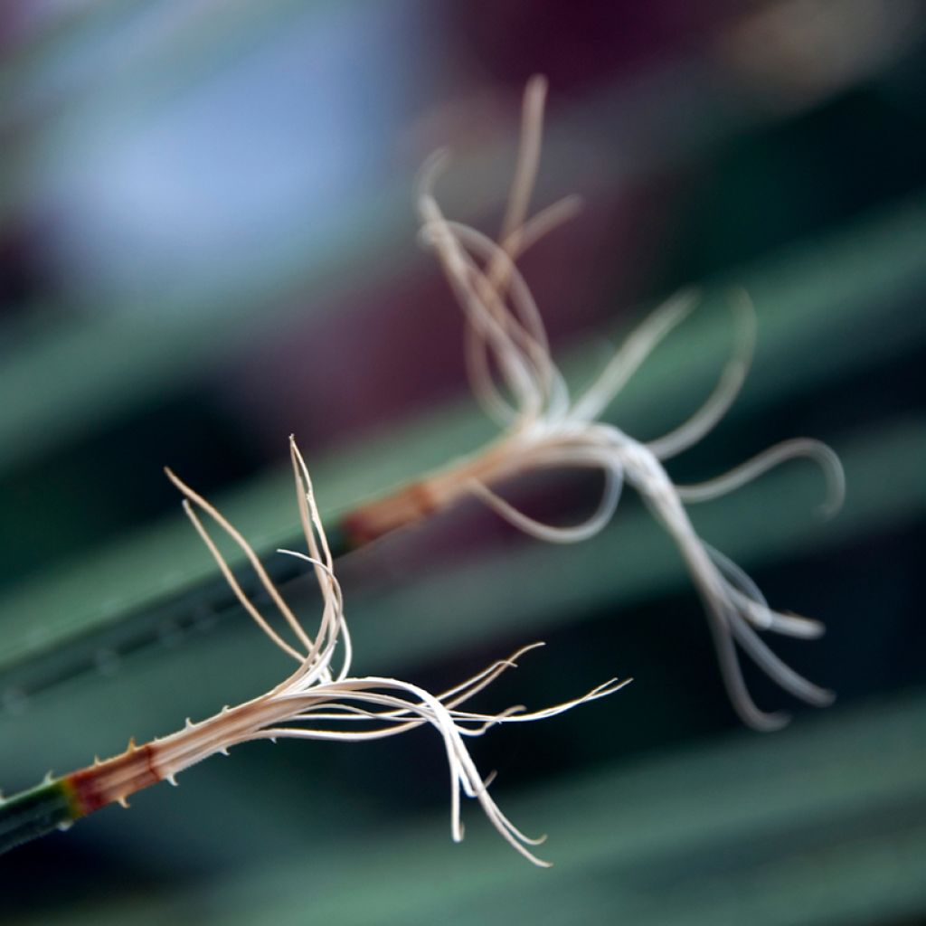 Dasylirion acrotrichum - Mexicaanse grasboom