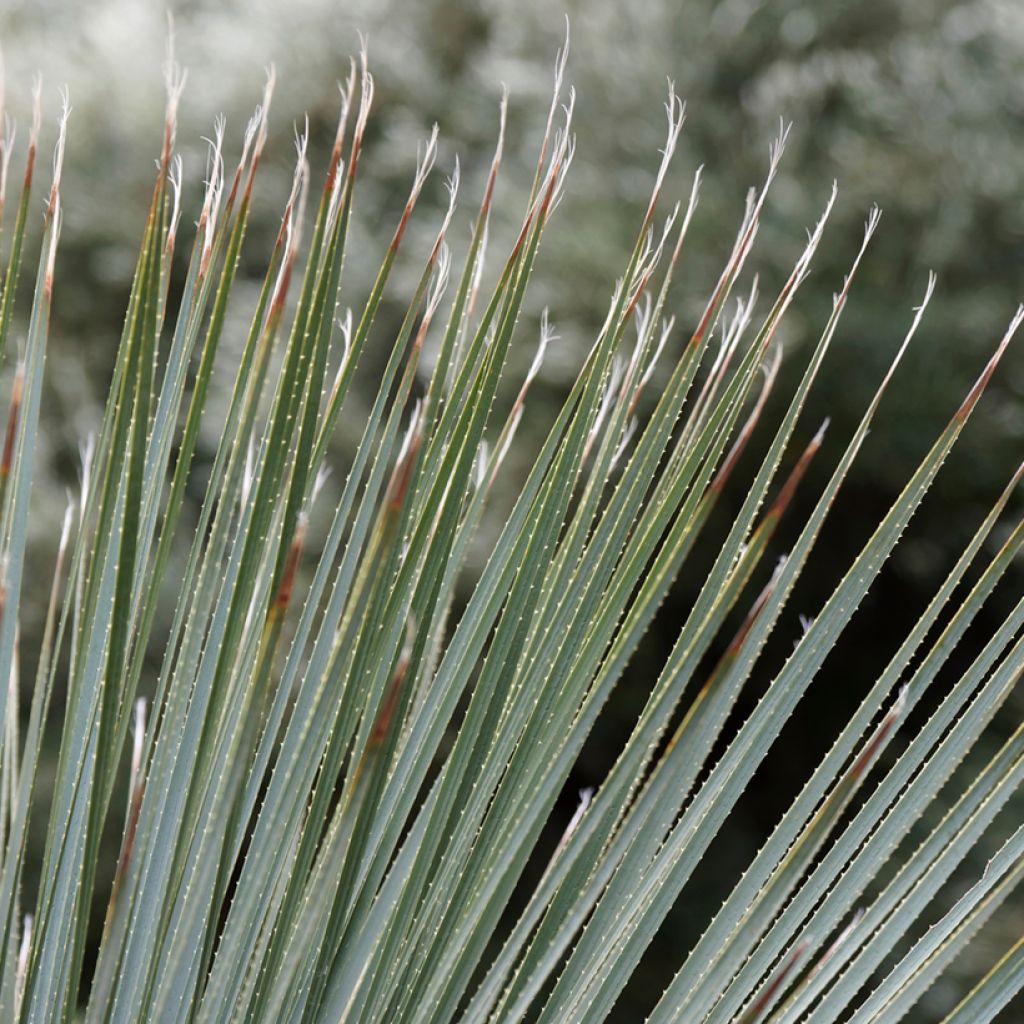 Dasylirion glaucophyllum - Mexicaanse grasboom