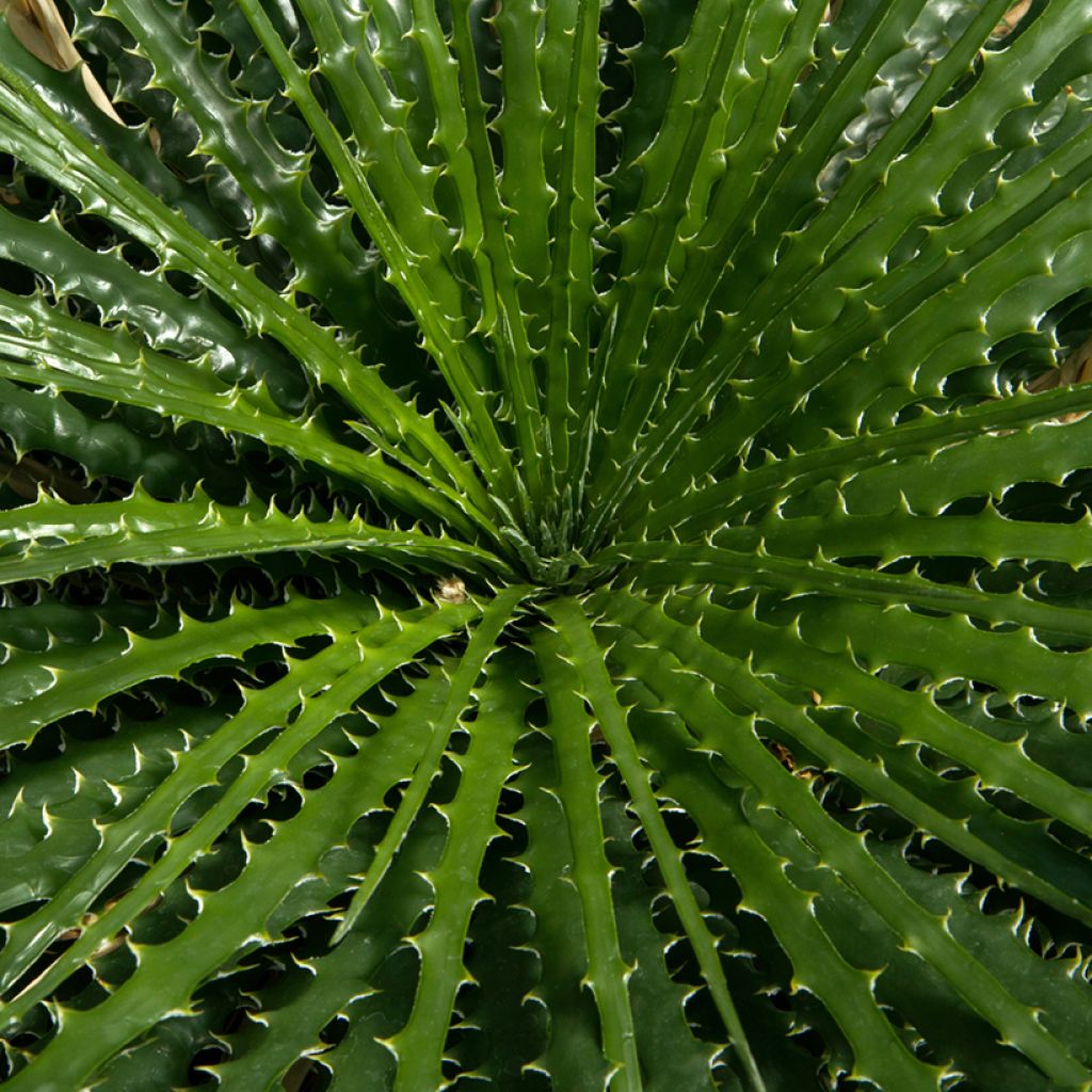 Dasylirion leiophyllum - Mexicaanse grasboom