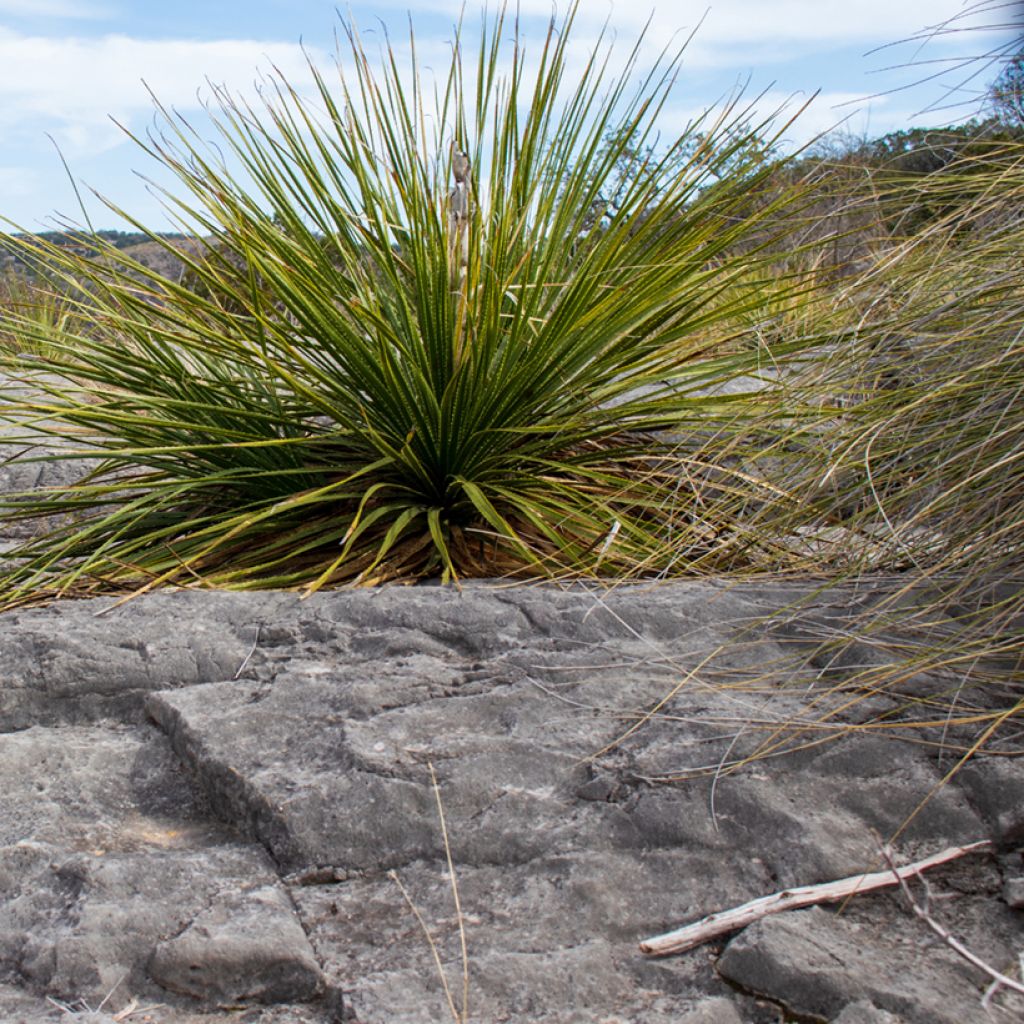Dasylirion leiophyllum - Mexicaanse grasboom
