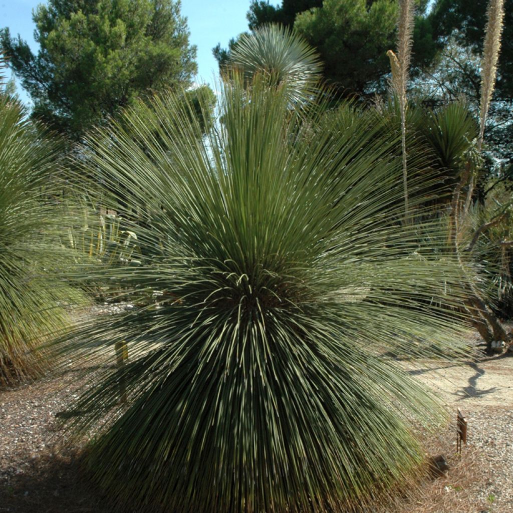 Dasylirion longissimum - Mexicaanse grasboom