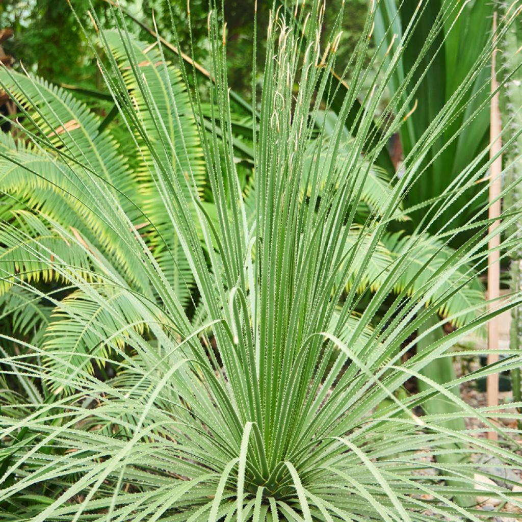 Dasylirion longissimum - Mexicaanse grasboom