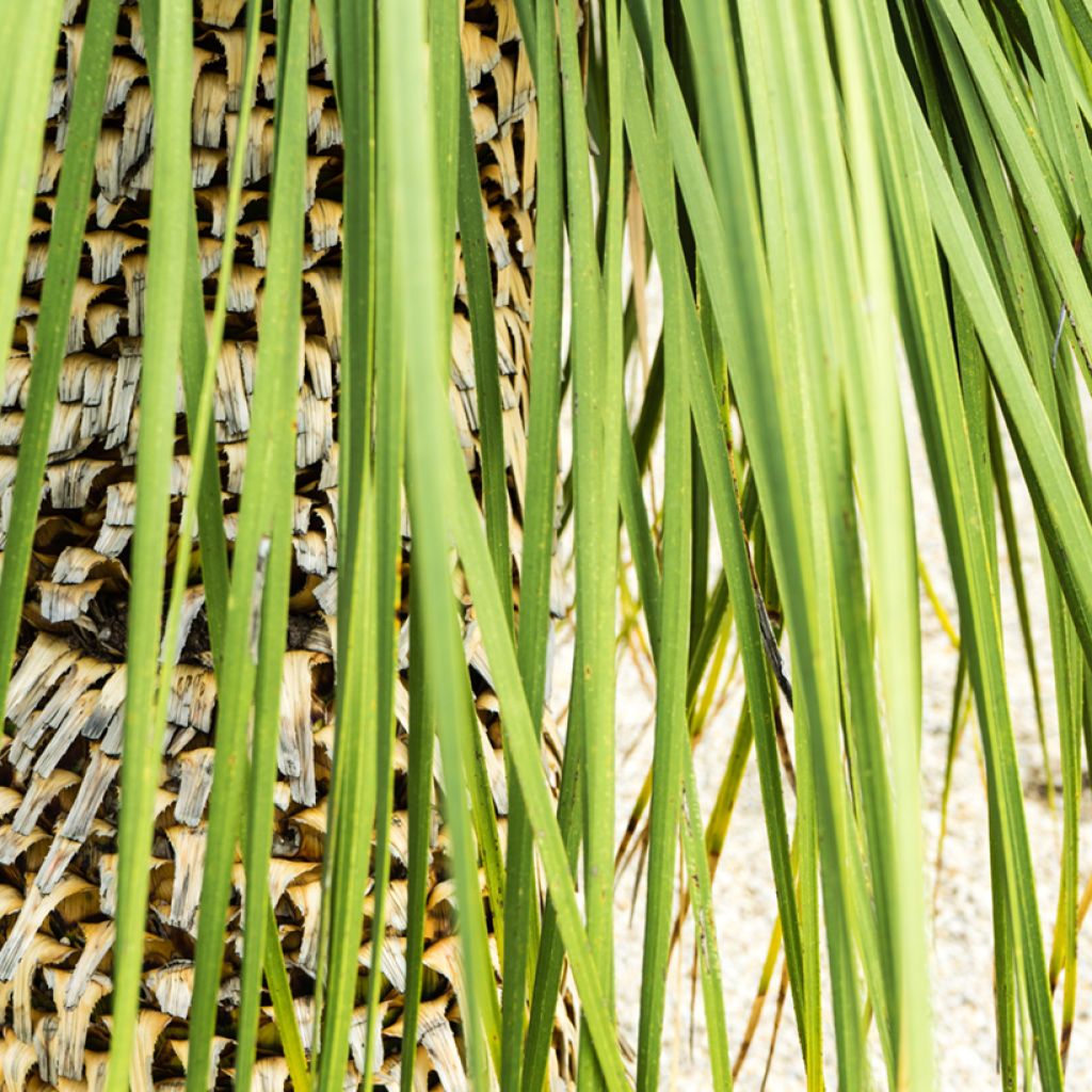 Dasylirion quadrangulatum - Mexicaanse grasboom