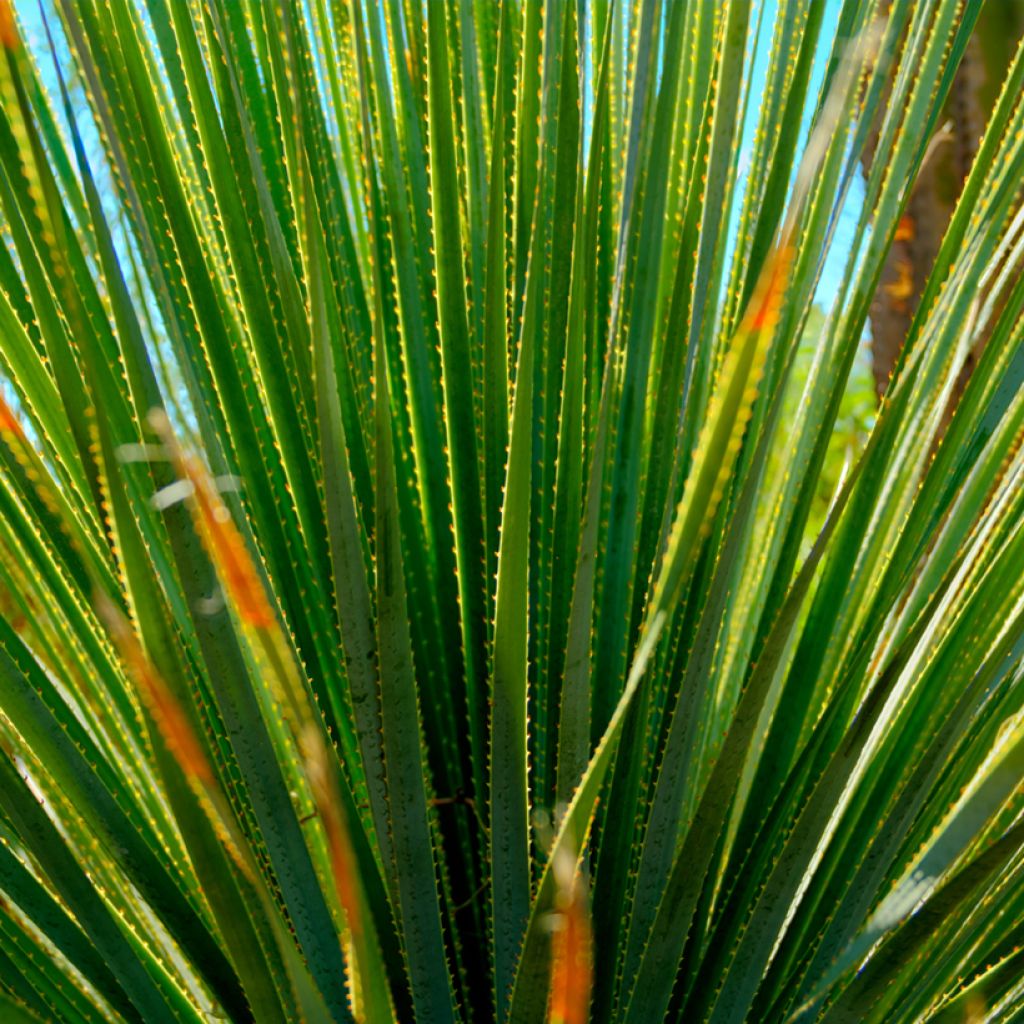 Dasylirion quadrangulatum - Mexicaanse grasboom