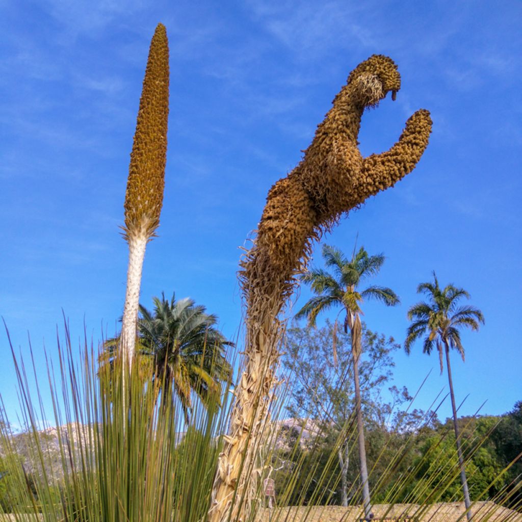 Dasylirion quadrangulatum - Mexicaanse grasboom