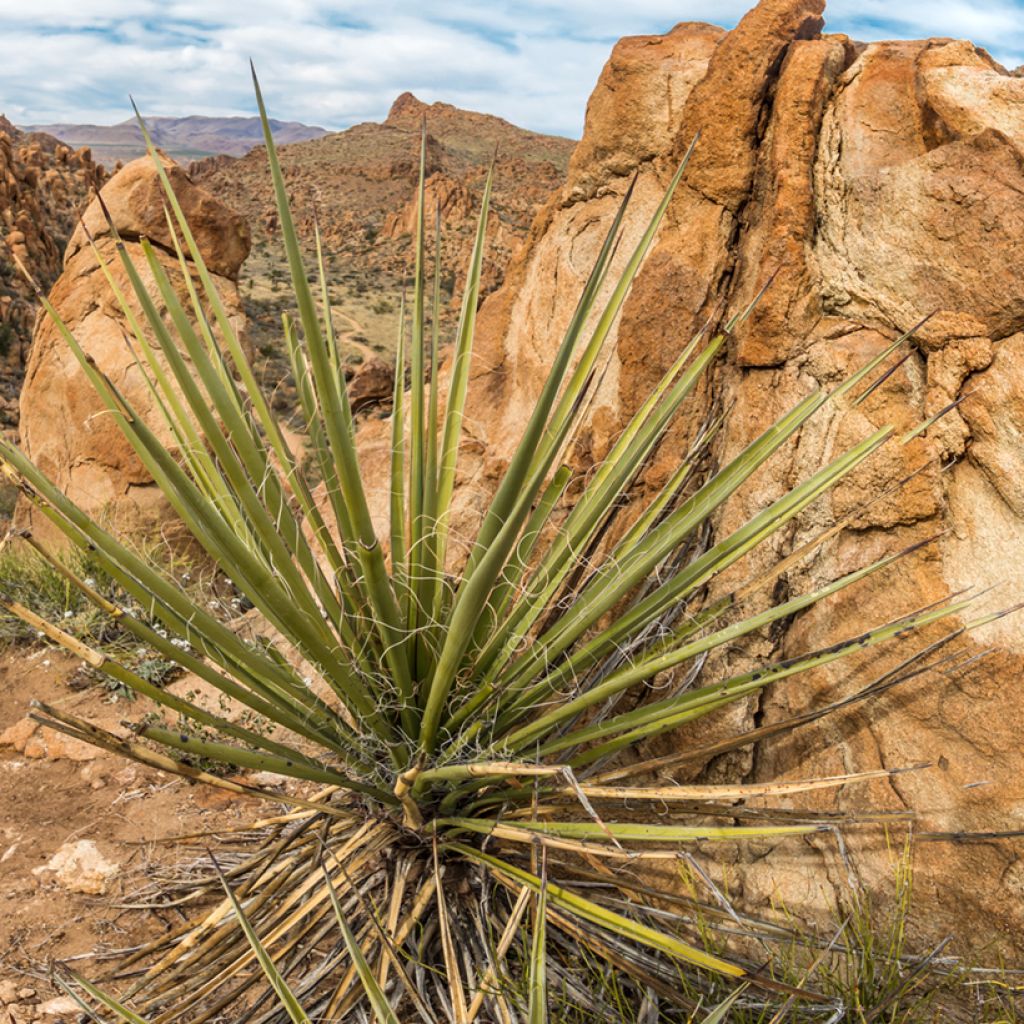 Dasylirion texanum - Mexicaanse grasboom