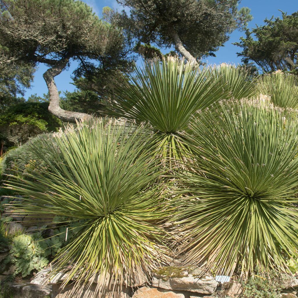 Dasylirion wheeleri - Mexicaanse grasboom