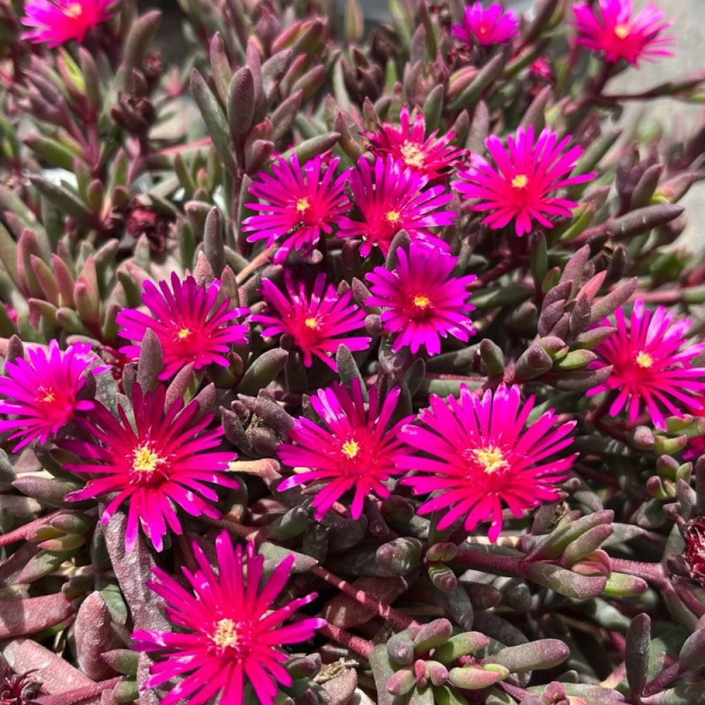 Delosperma Desert Dancers Purple - Ijsbloem