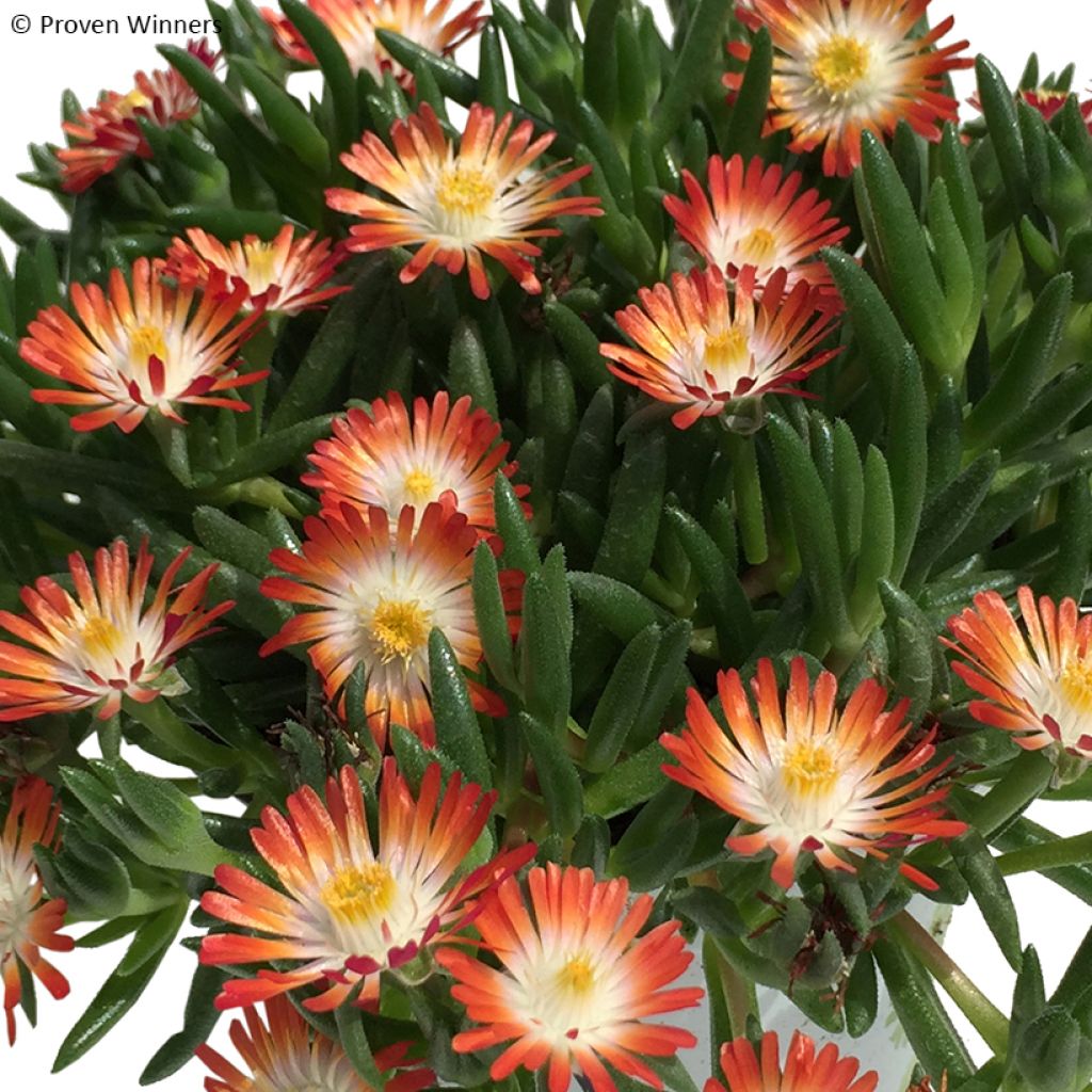 Delosperma Royal Ranger Rood - Ijsbloem