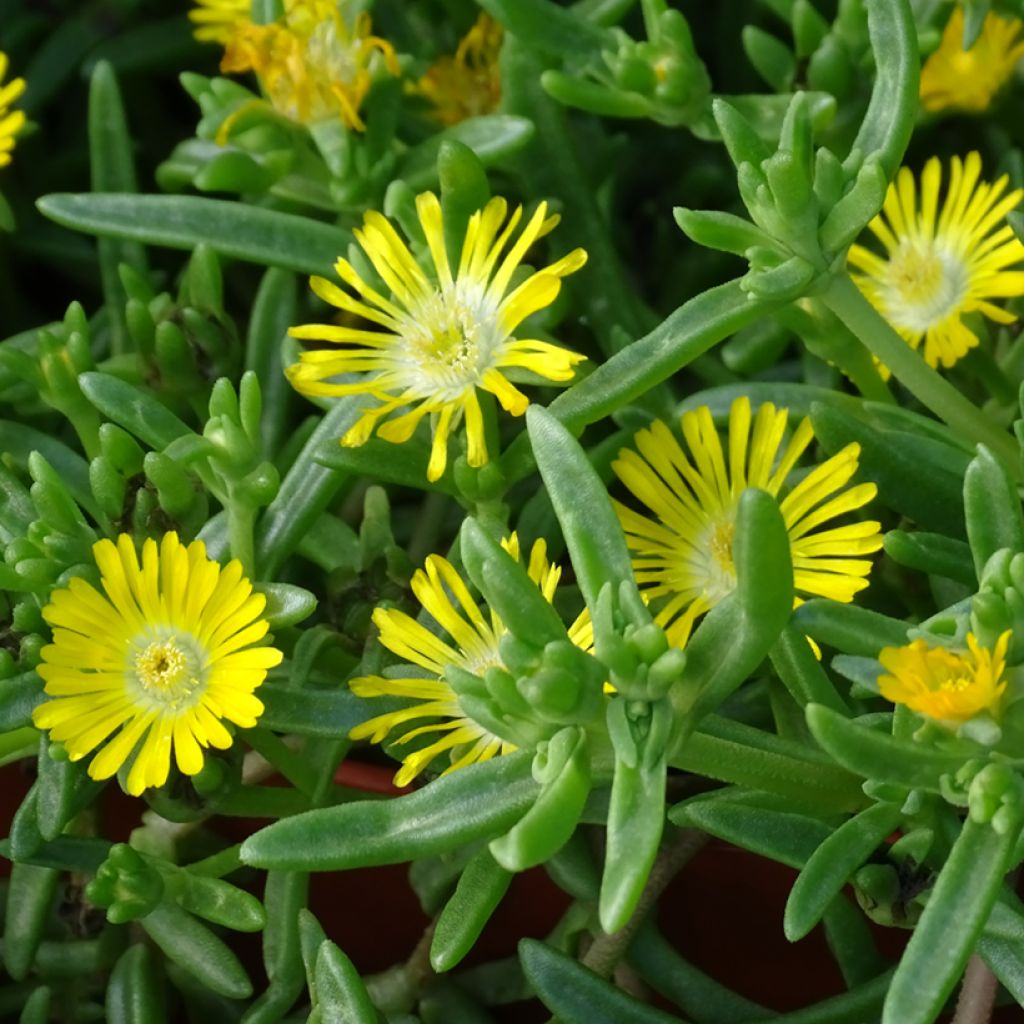 Delosperma Wheels of Wonder Golden - Ijsbloem