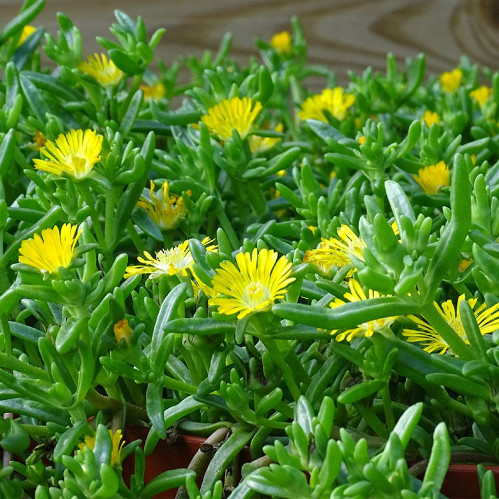 Delosperma Wheels of Wonder Golden - Ijsbloem