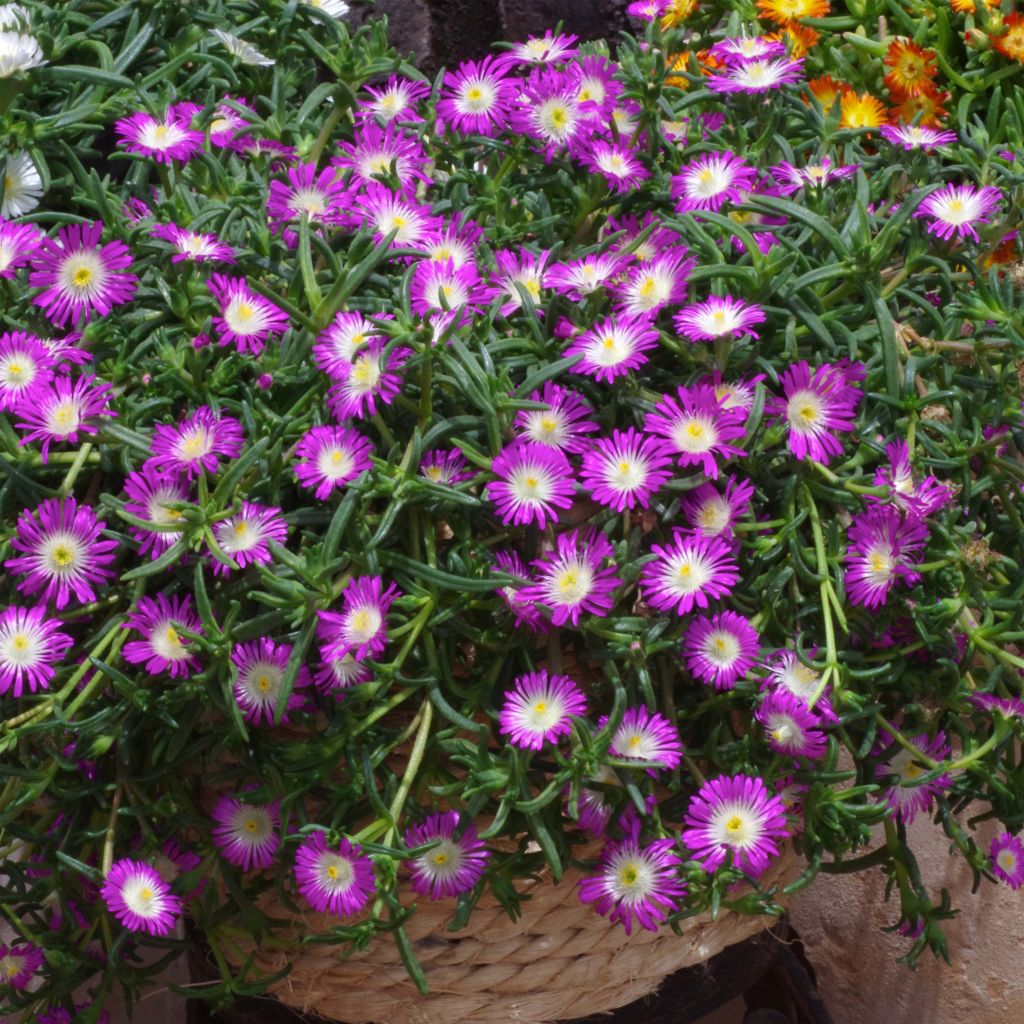 Delosperma Wheels of Wonder Violet - Ijsbloem
