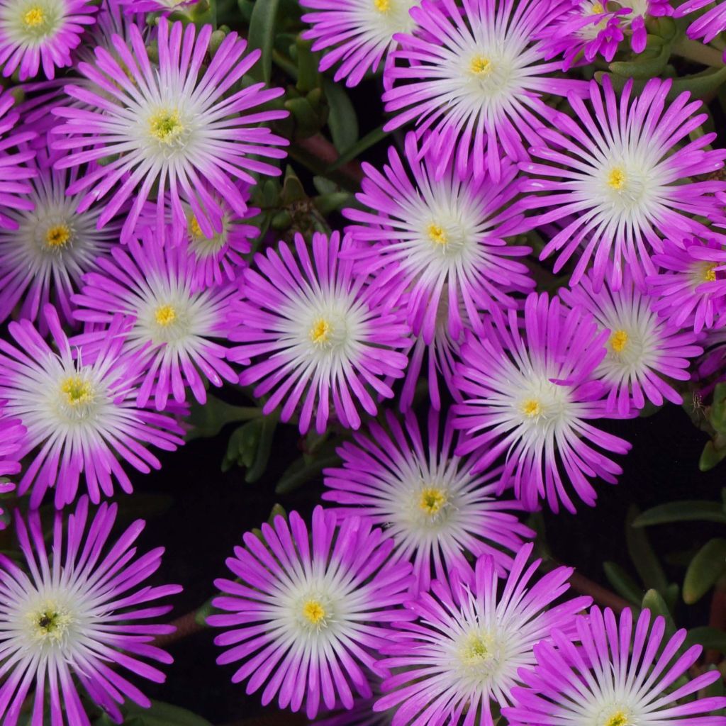 Delosperma Wheels of Wonder Violet - Ijsbloem
