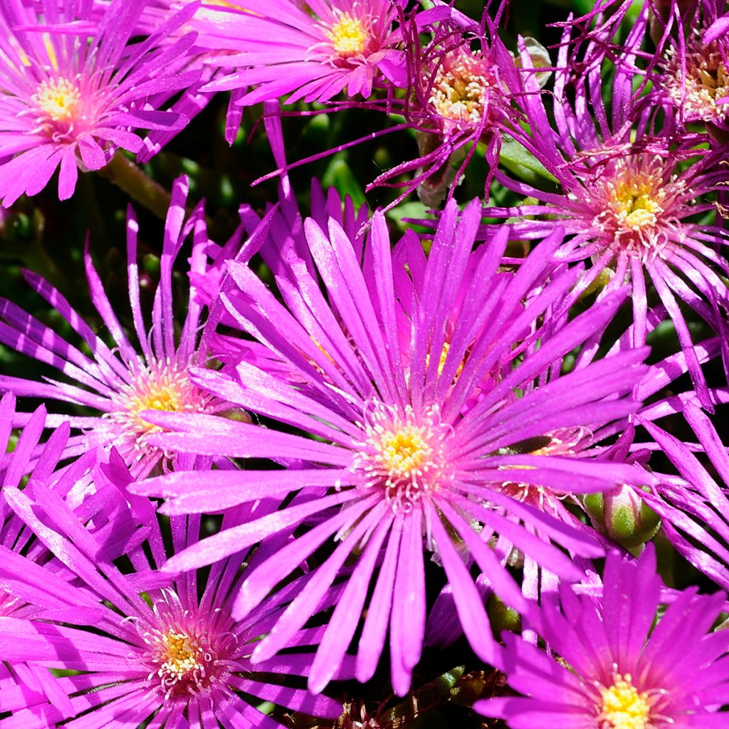 Delosperma cooperi - Ijsbloem