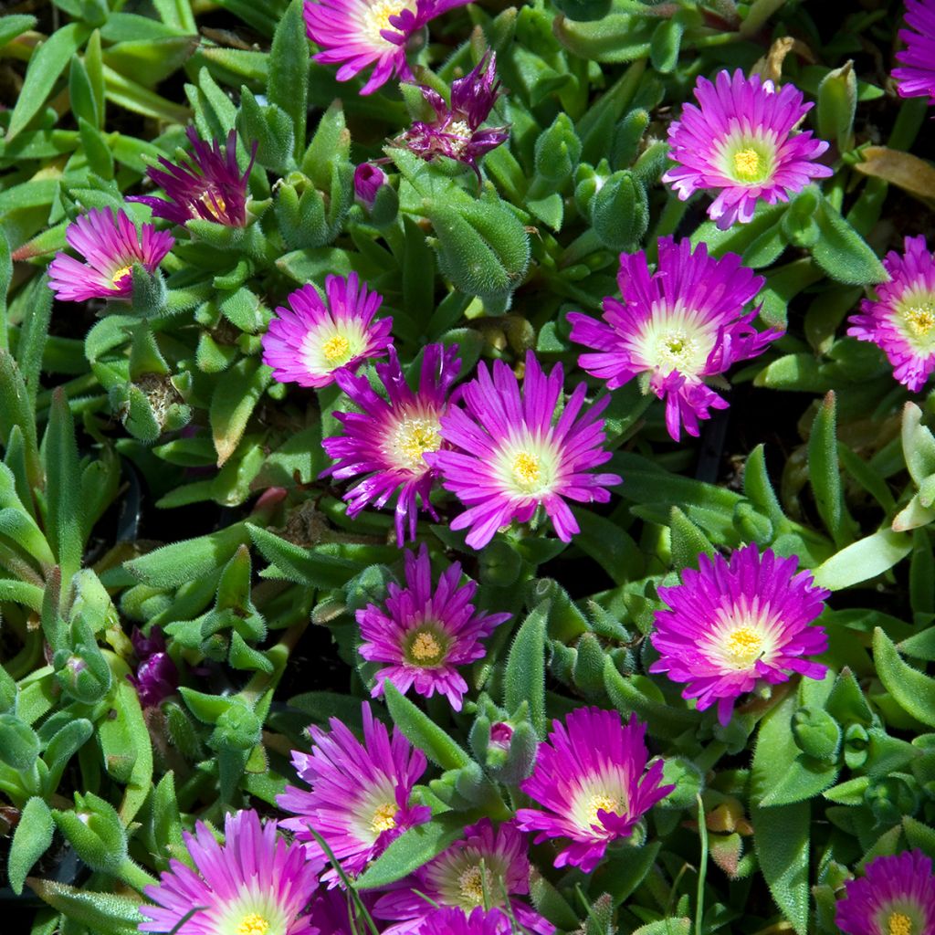Delosperma sutherlandii - Ijsbloem