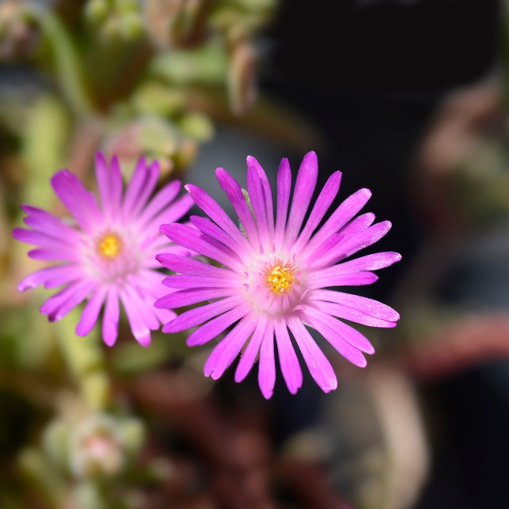 Delosperma sutherlandii - Ijsbloem