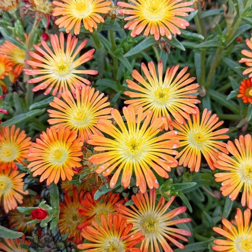 Delosperma Wheels of Wonder Orange - Ijsbloem