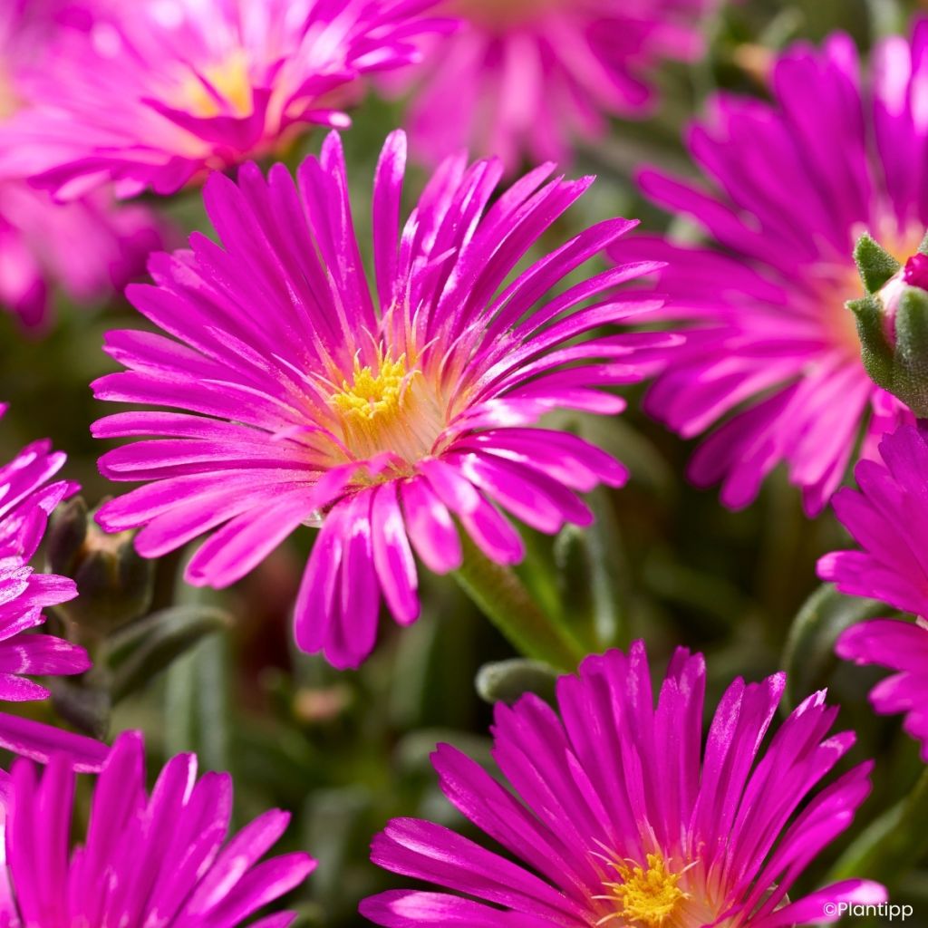 Delosperma Ocean Sunset Violet