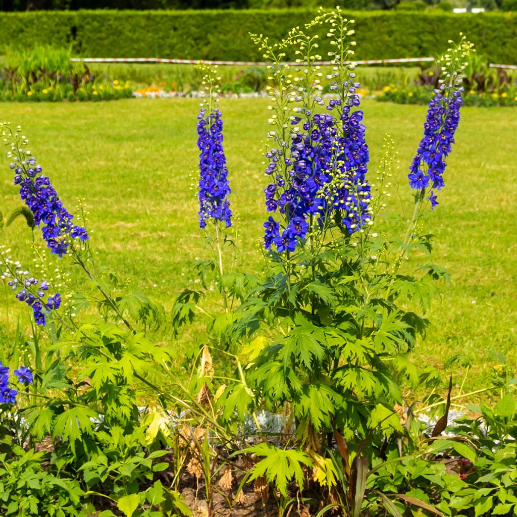 Delphinium Pacific-hybrid Magic Fountain Dark Blue-White - Ridderspoor