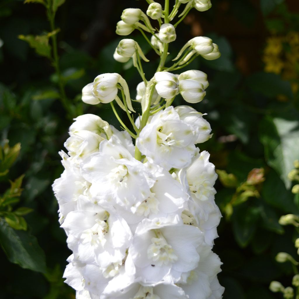 Delphinium elatum Guardian Wit - Ridderspoor