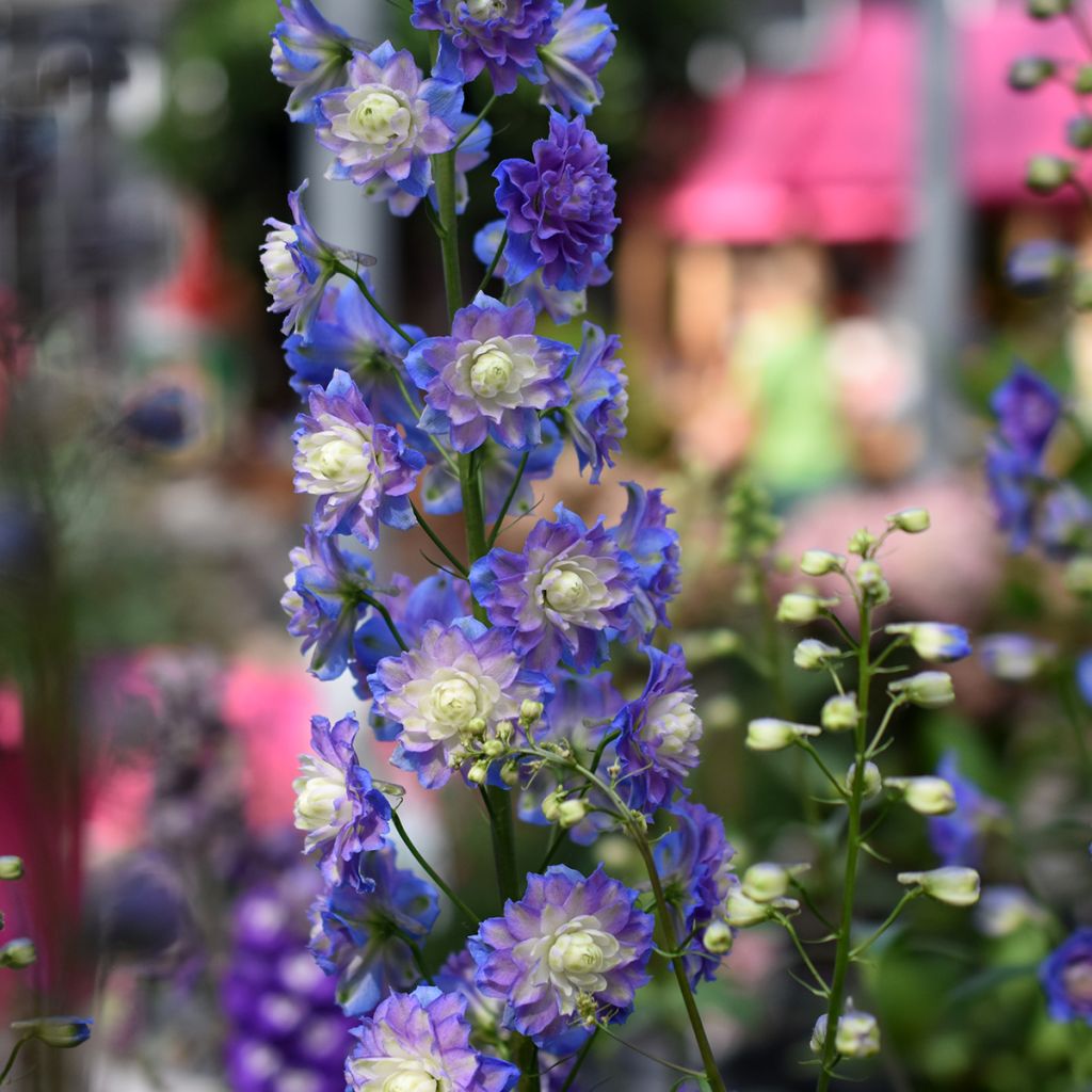 Delphinium elatum Highlander Bolero - Ridderspoor