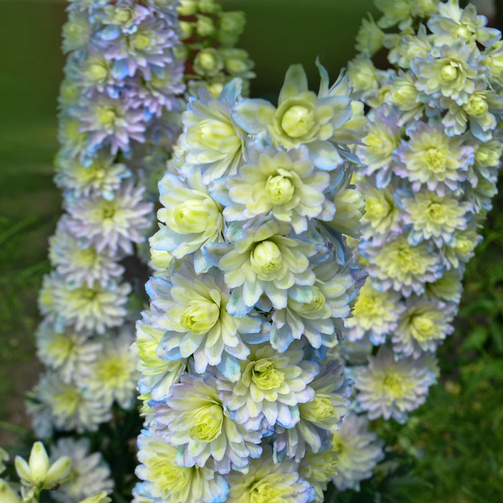 Delphinium Highlander Sweet Sensation - Ridderspoor